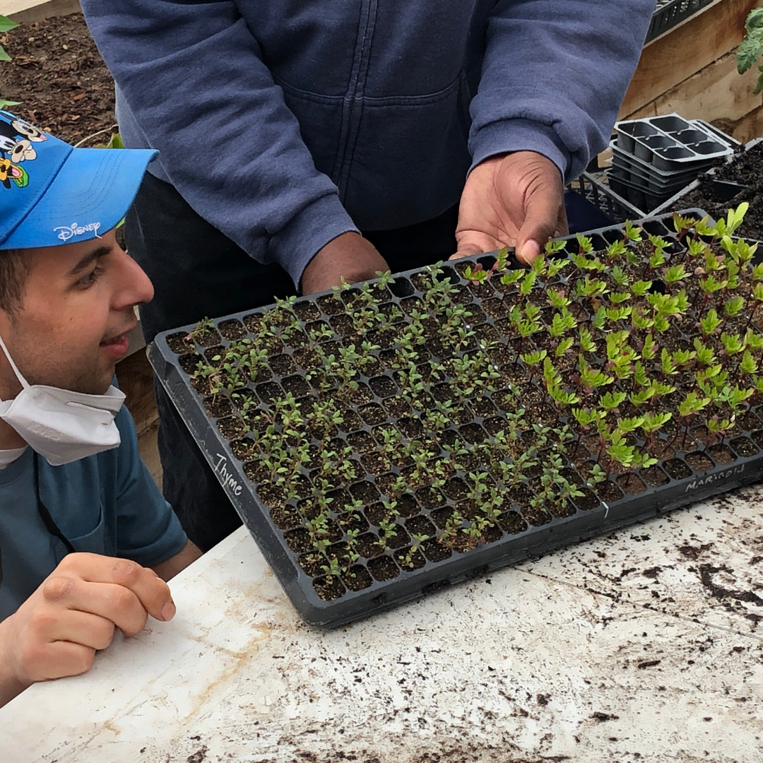 Young man looking at seedlings in a tray