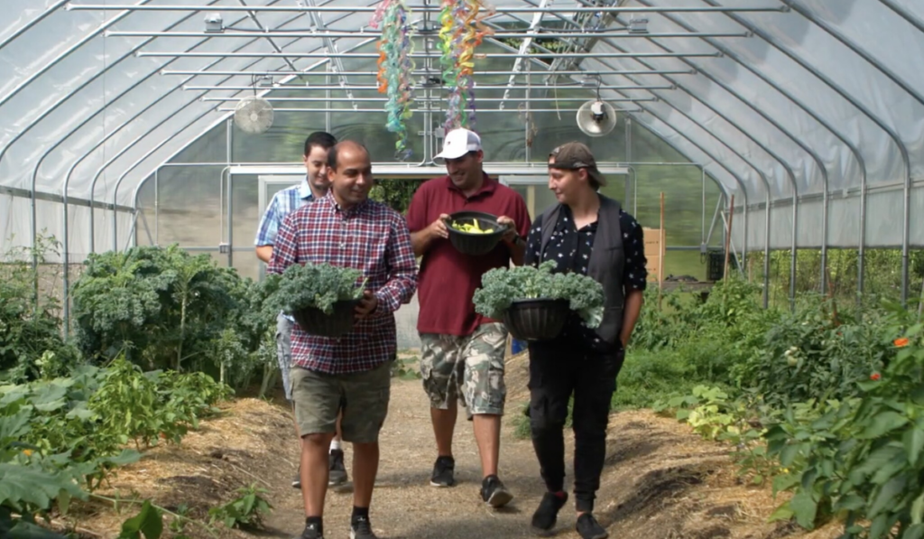 CBS Respite participants enjoy harvesting produce in the greenhouse.