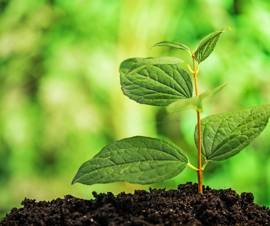 a green leafed seedling emerges from fertile dark soil. The background is a blur of greenery.