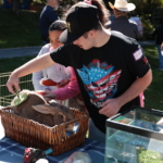 A man brushes a large bunny sitting in a basket as another man looks on with interest.