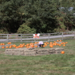 A pumpkin patch with hay bales