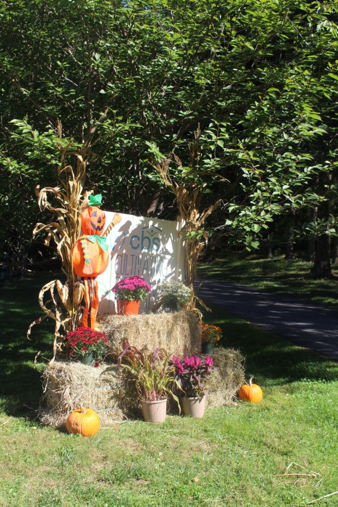 The Culitvating Dreams sign adorned with corn husks, hay bales, potted mums.