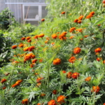 An upclose photo of dark orange marigolds growing in the outdoor garden of Cultivating Dreams Farm