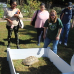 A group visit the 2 x 2 Petting Zoo's large turtle