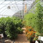 The greenhouse at Cultivating Dreams farm is lush with flowers and vegetable plant ready for harvest.