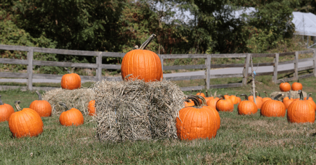 Bright orange pumpkins lay in the pop up pumpkin patch on the field of Cultivating Dreams Farm. A rustic wooden fence is in the background. One large pumpkin with stem sits on a haybale in the foreground.
