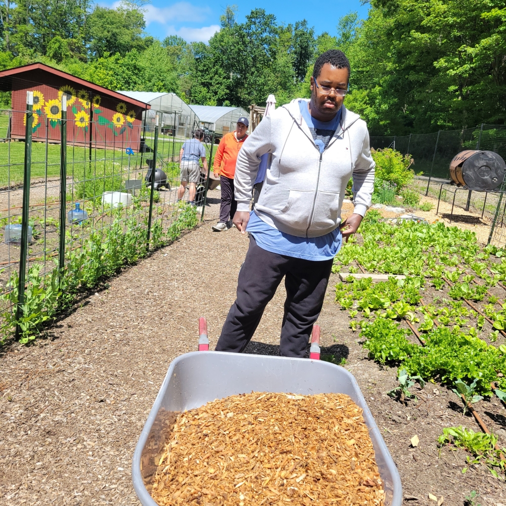 A man uses a wheelbarrow to carry mulch in the outdoor garden of Cultivating Dreams Farm. A few people work in the background of the garden and small seedlings are sprouting up from the earth. A red shed with a sunflower mural and two greenhouses can be seen in the background