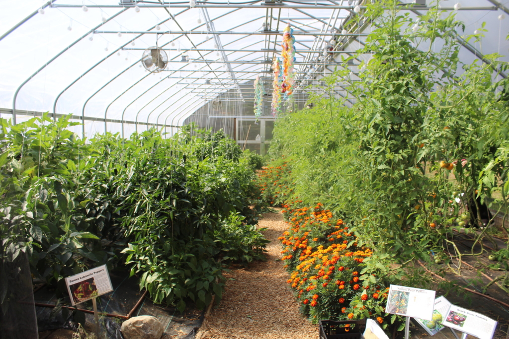 The lush interior of the Cultivating Dreams Farm greenhouse wheere tomatoes, eggplants and peppers are in the height of their growth.