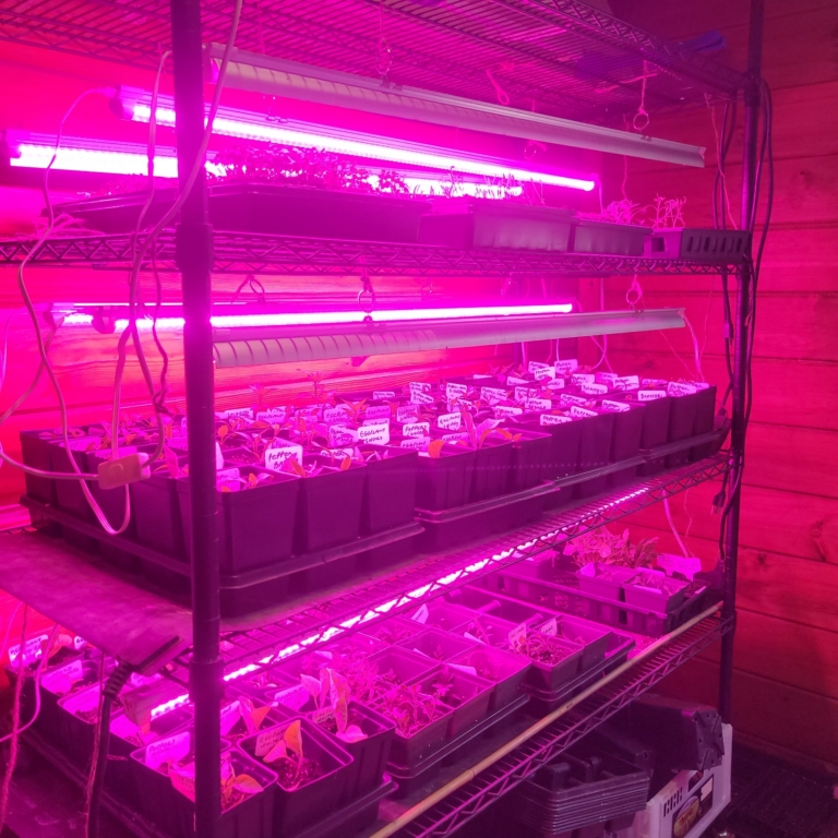 Trays of seedlings grow under special lamps in the barn at Cultivating Dreams Farm.