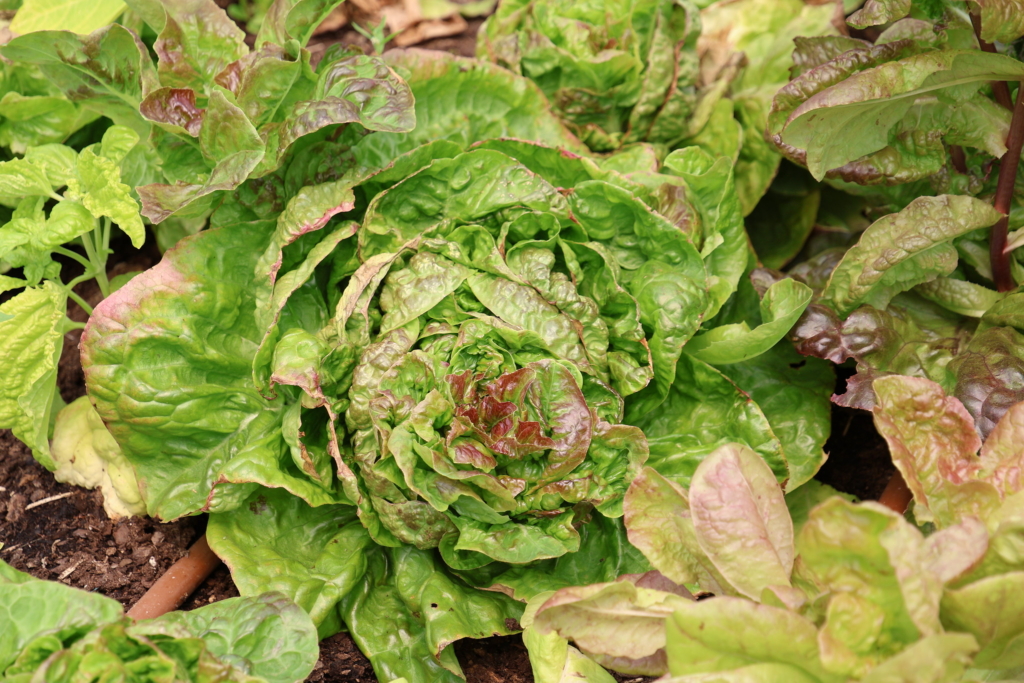 A huge head of lettuce grows in the soil.