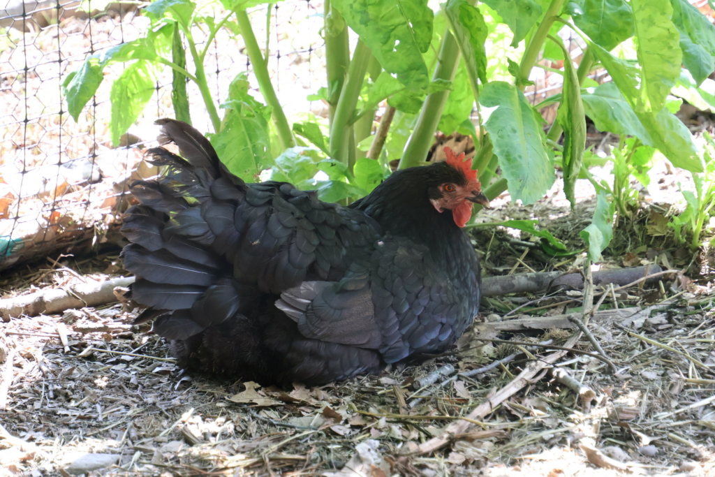 A black feathered hen rests in the shade cast by the growing vegetable plants at Cultivating Dreams Farm.