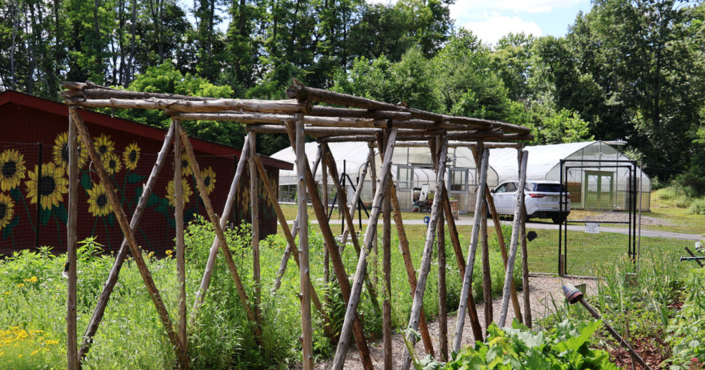 An arbor made of natural wood creates a sheltered pathway through the outdoor garden at Cultivating Dreams Farm. The red storage shed with a sunflower mural stands in the background. Two greenhouses are seen in the far back.