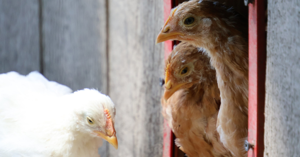Two young tan chickens peak outside the entrance to the wooden hen house while a white chicken stands outside the door.