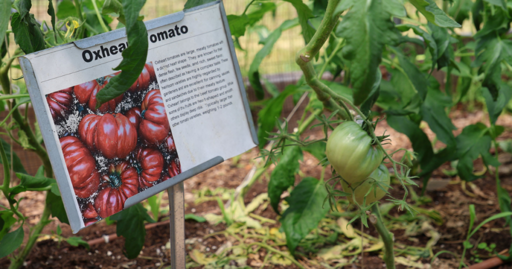 Large green tomatoes hang heavily from vines. A bright red sign indicates they are Oxheart heirloom tomatoes.