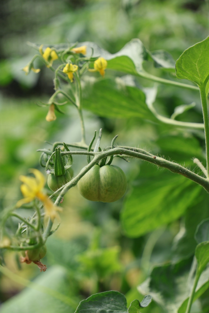 A close up photo of a green tomato growing on a lush plant. It is surrounded by tiny yellow flowers that will grow into more tomatoes.
