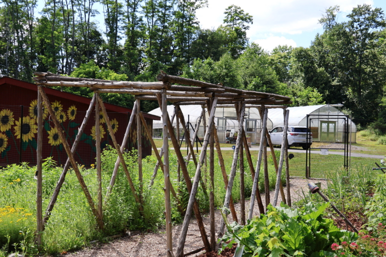 A Wooden arbor made of wood found at the farm creates a sheltered pathway through the outdoor garden at Cultivating Dreams. A red building on which is painting a bright yellow sunflower mural and two green houses stand in the background. The garden is full of green growing vegetables and herbs.