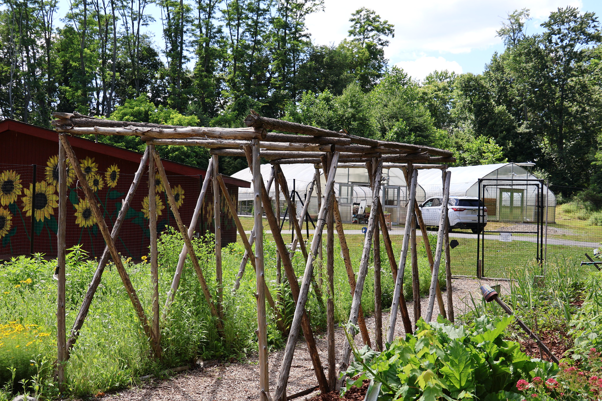 A Wooden arbor made of wood found at the farm creates a sheltered pathway through the outdoor garden at Cultivating Dreams. A red building on which is painting a bright yellow sunflower mural and two green houses stand in the background. The garden is full of green growing vegetables and herbs.